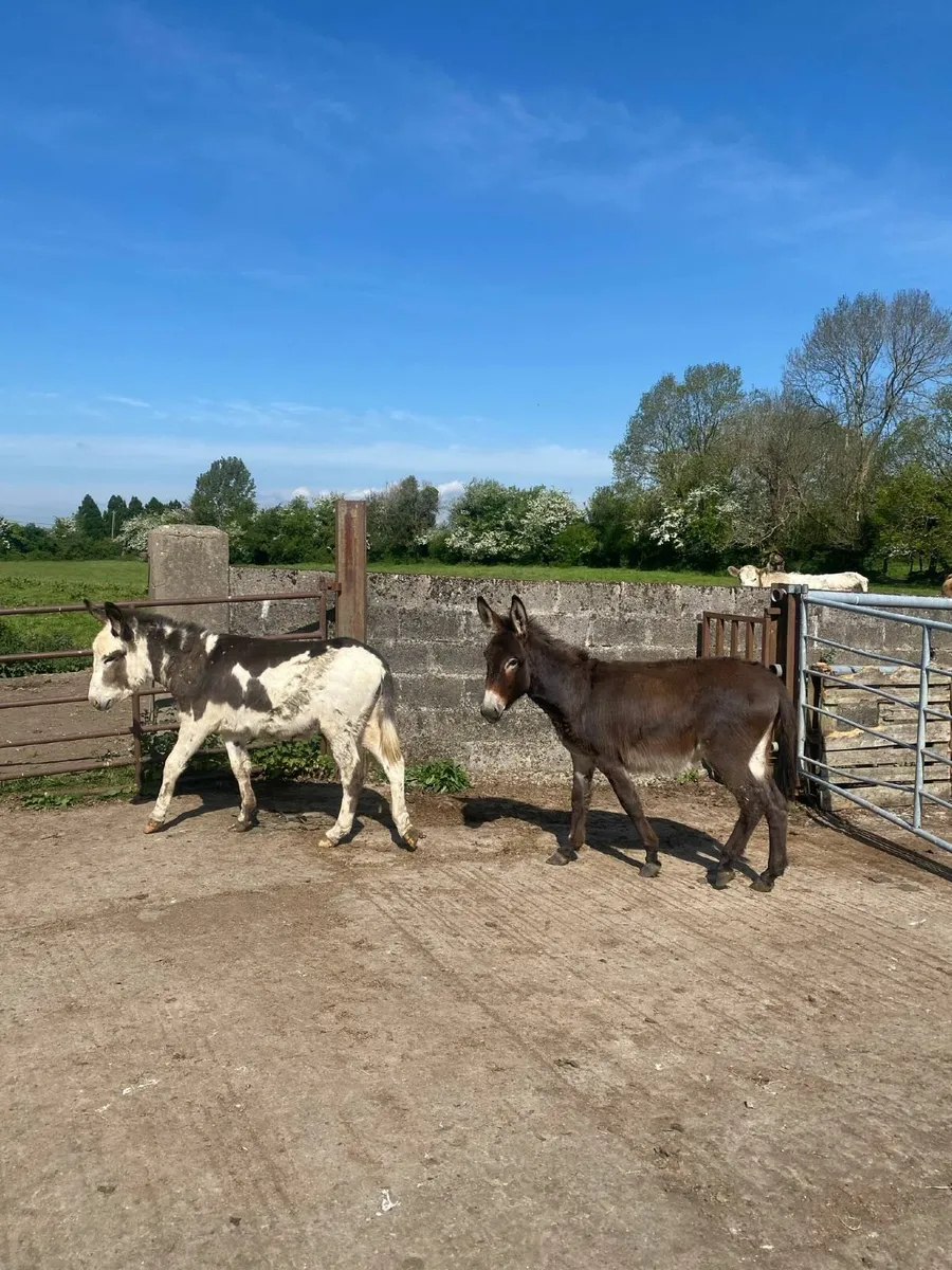 Donkeys - Image 3