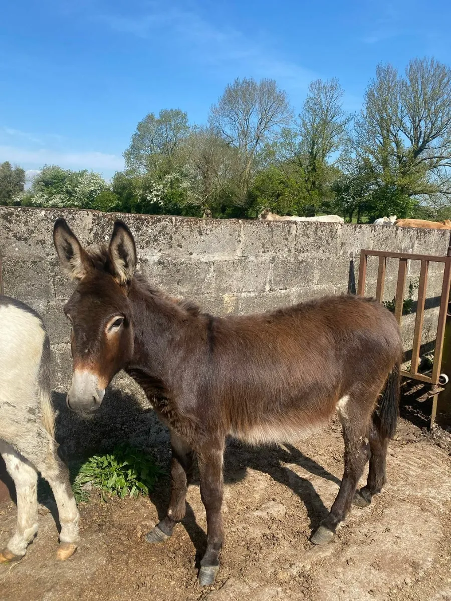 Donkeys - Image 4