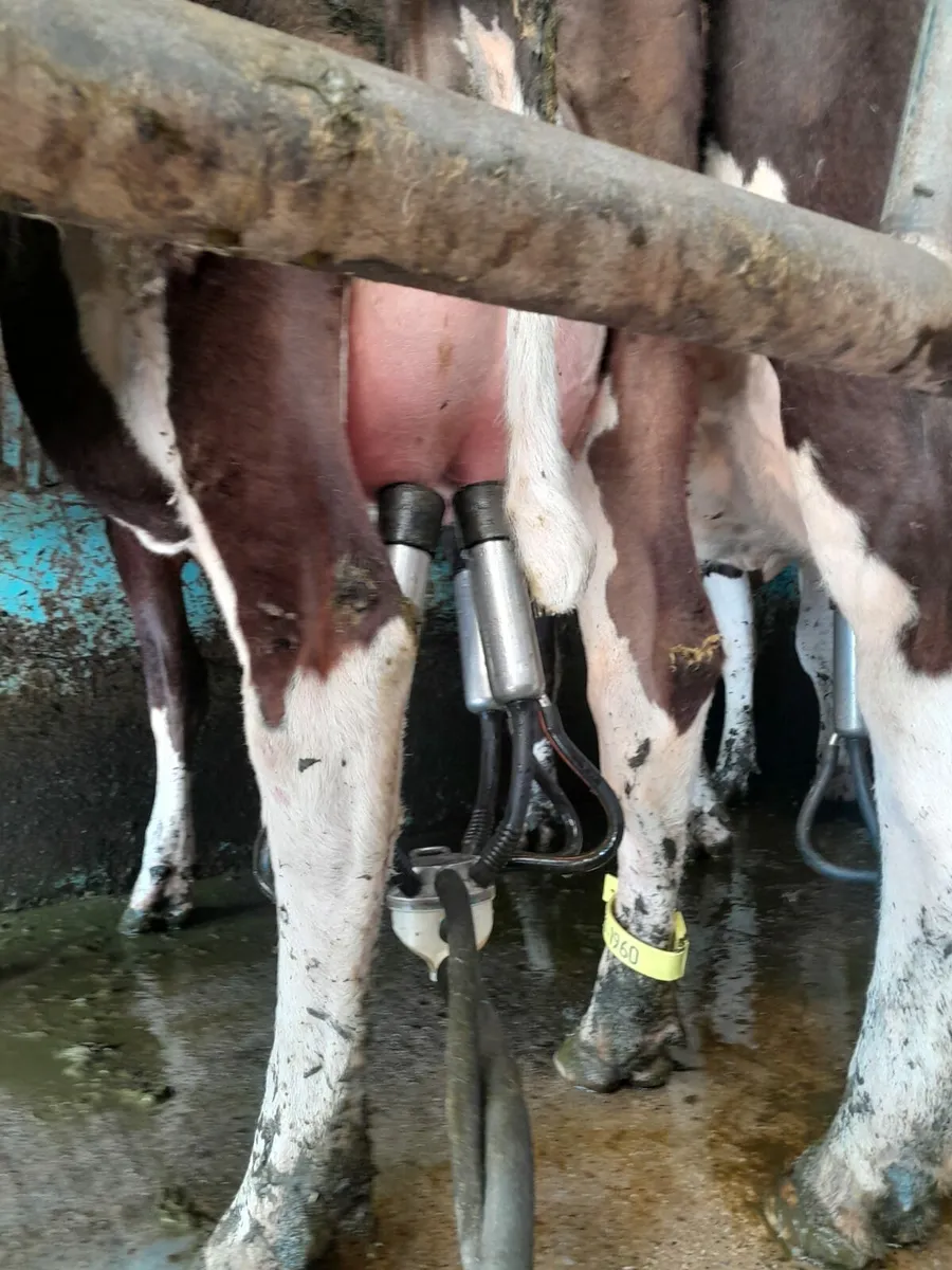 Dairy cow identification legstraps - Image 4