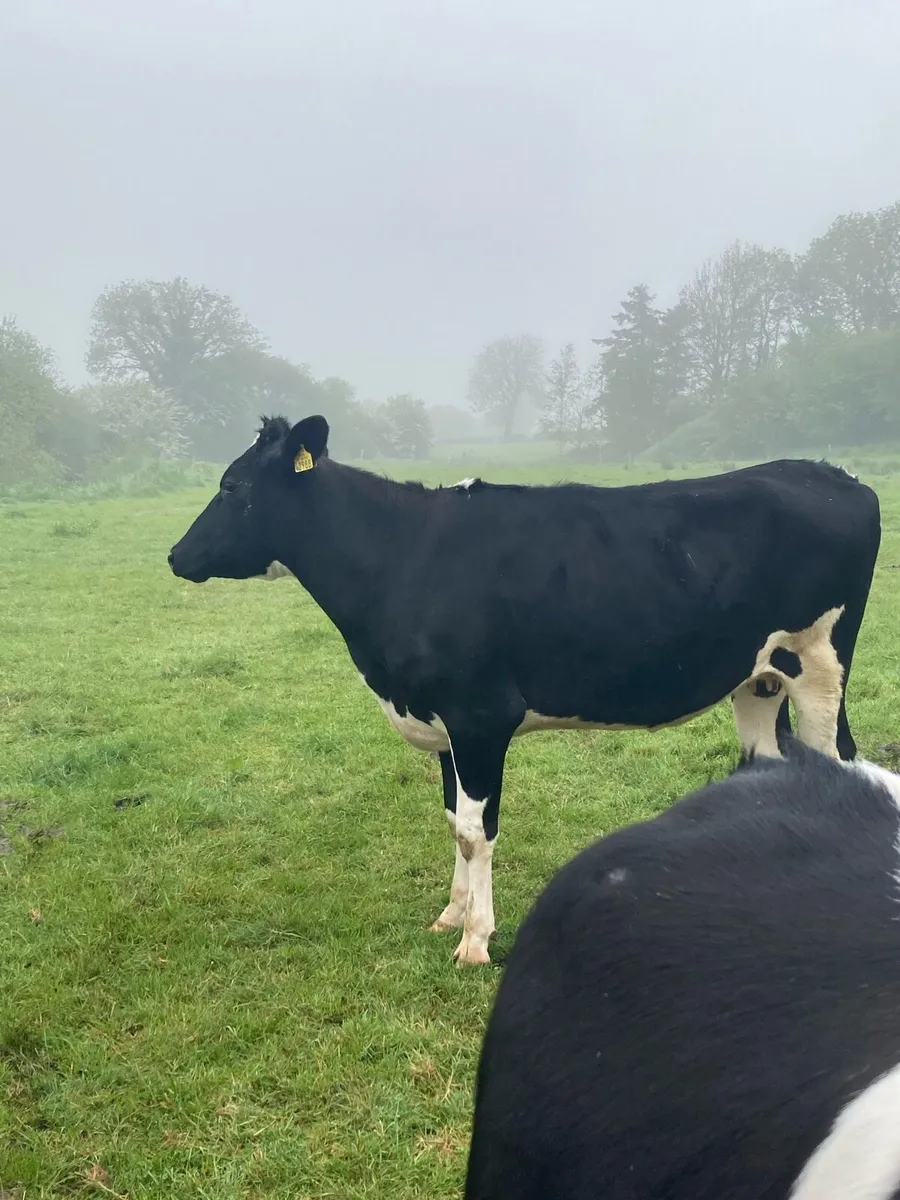 Incalf heifers and cows