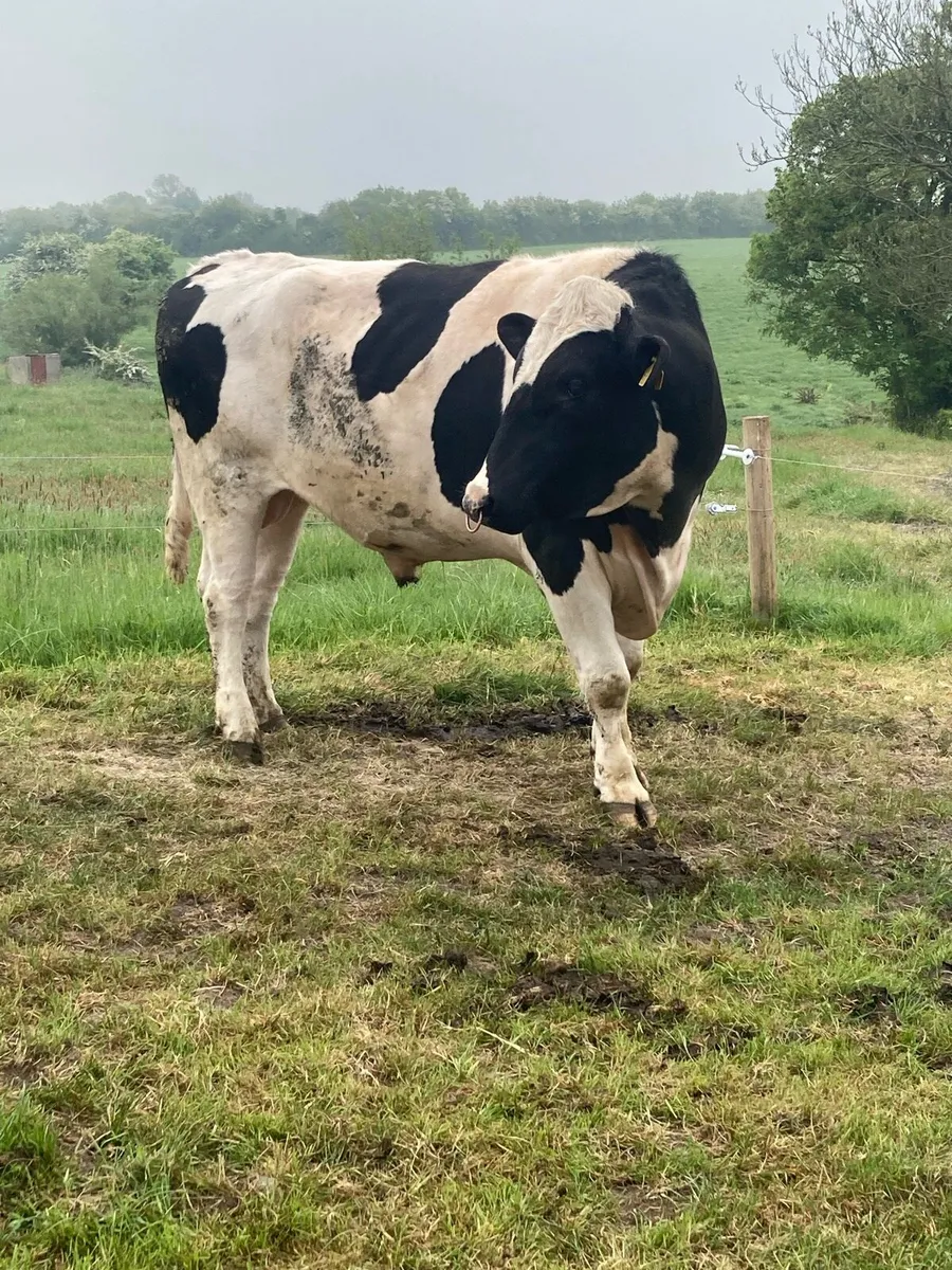 Stock bull