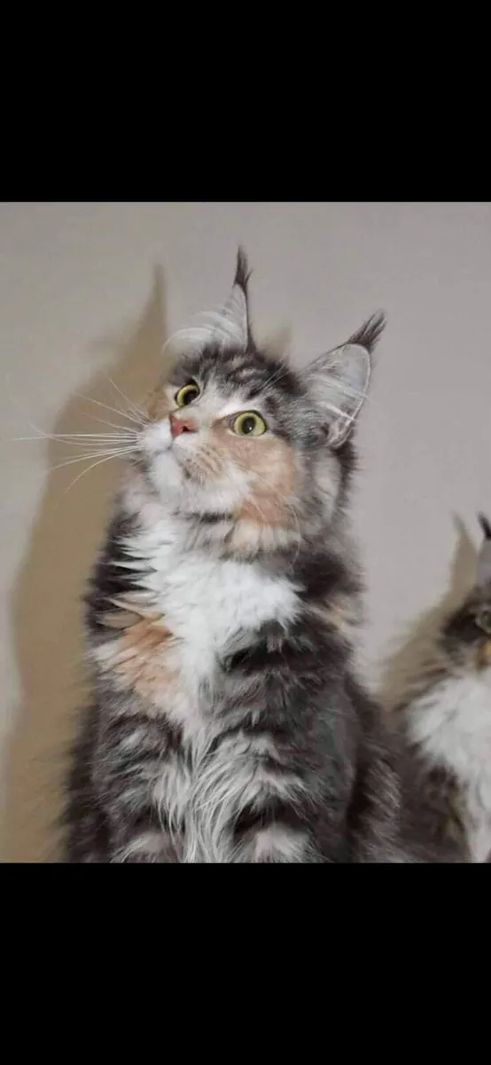 Maine coon kitten - Image 1