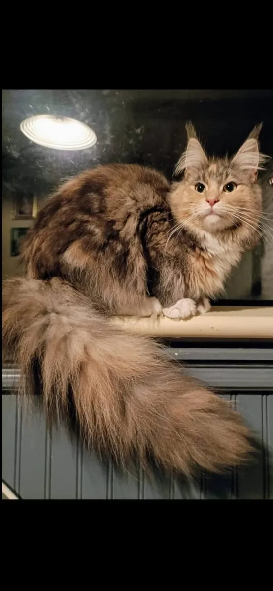 Maine coon kitten - Image 2