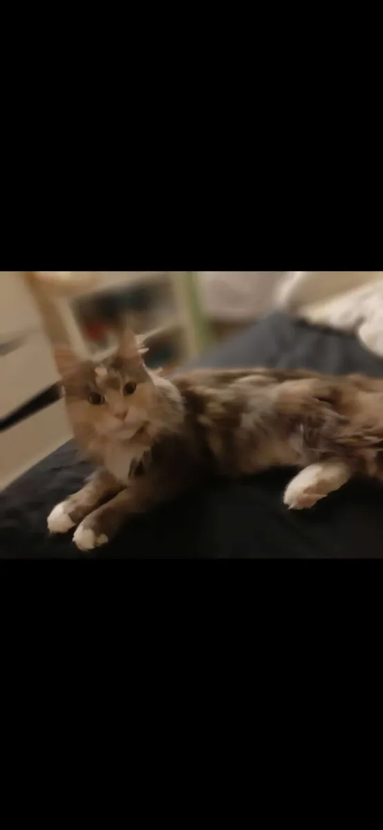 Maine coon kitten - Image 3