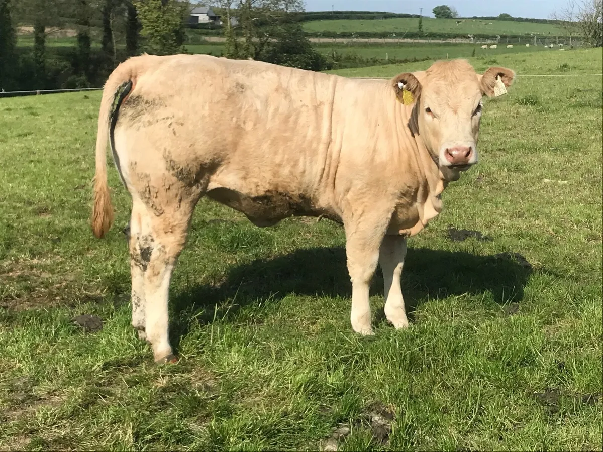 Weanling heifer - Image 2