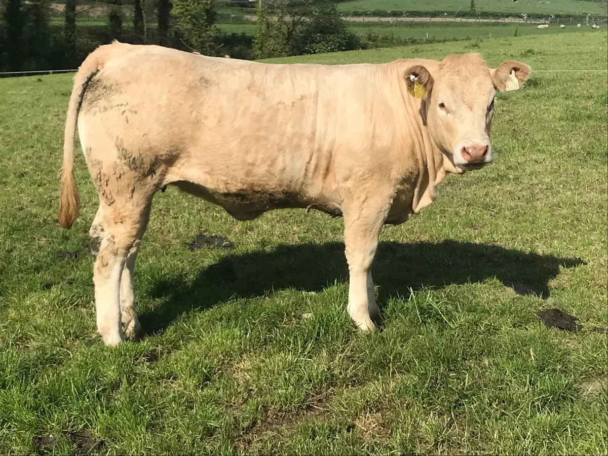 Weanling heifer - Image 3