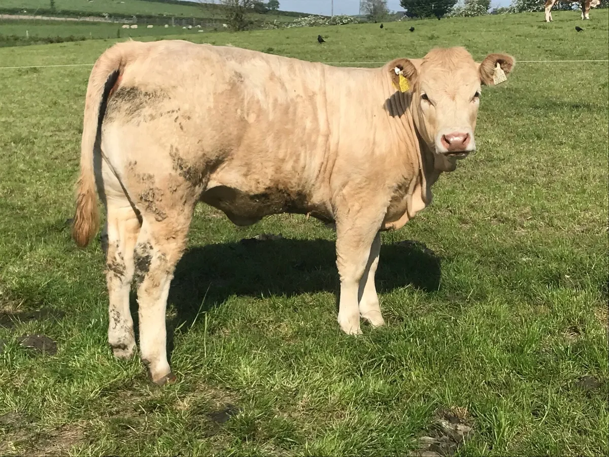 Weanling heifer - Image 4