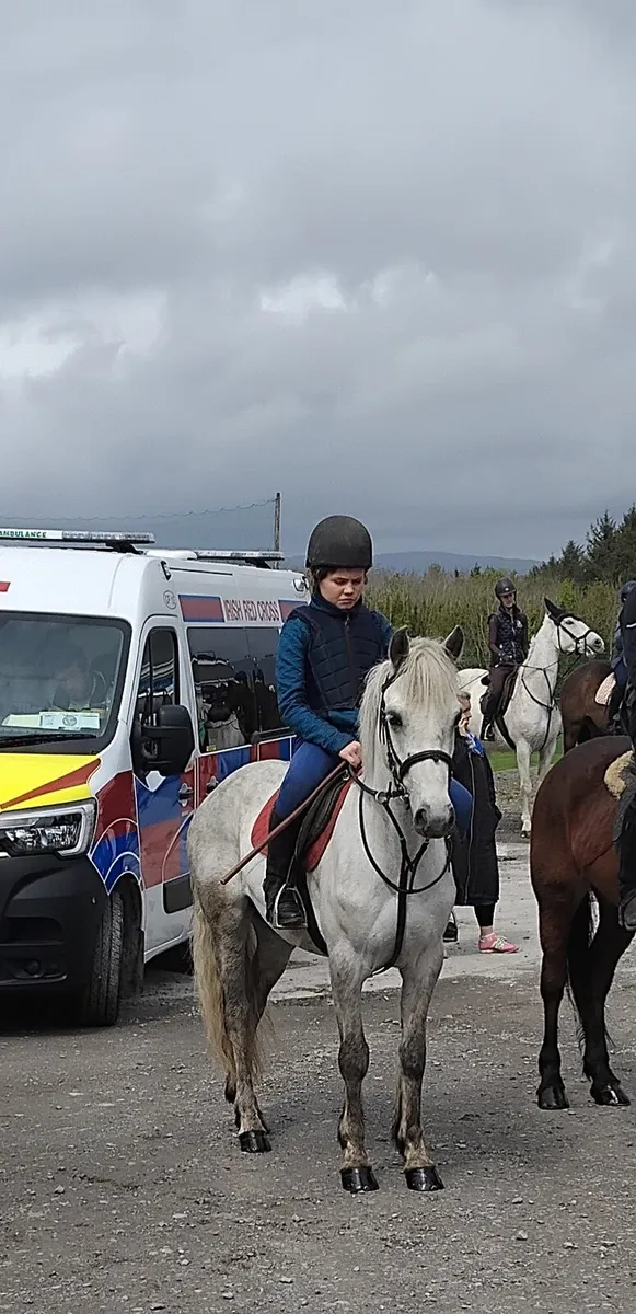 Clifden sales 13/2 riding class 1 mare - Image 1