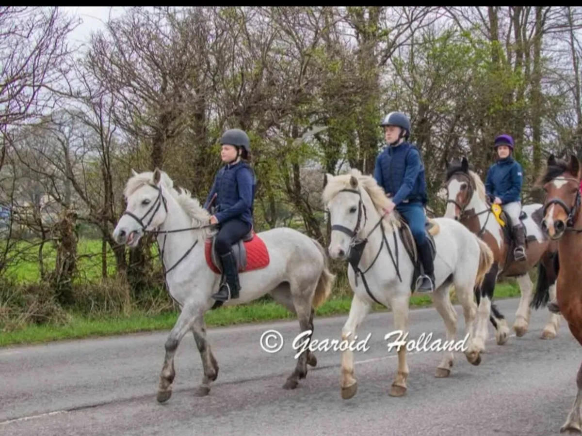 Clifden sales 13/2 riding class 1 mare - Image 2