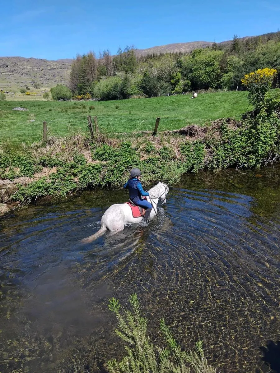 Clifden sales 13/2 riding class 1 mare - Image 3