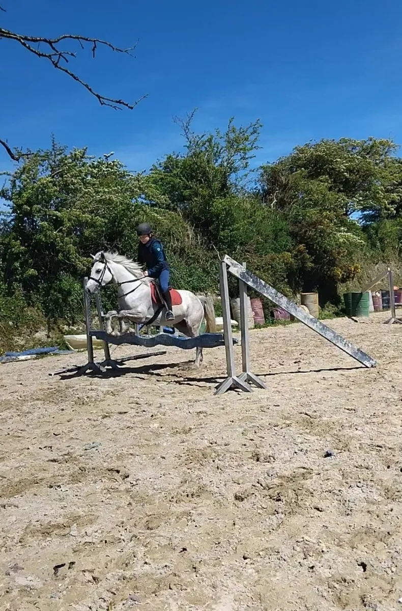 Clifden sales 13/2 riding class 1 mare - Image 4