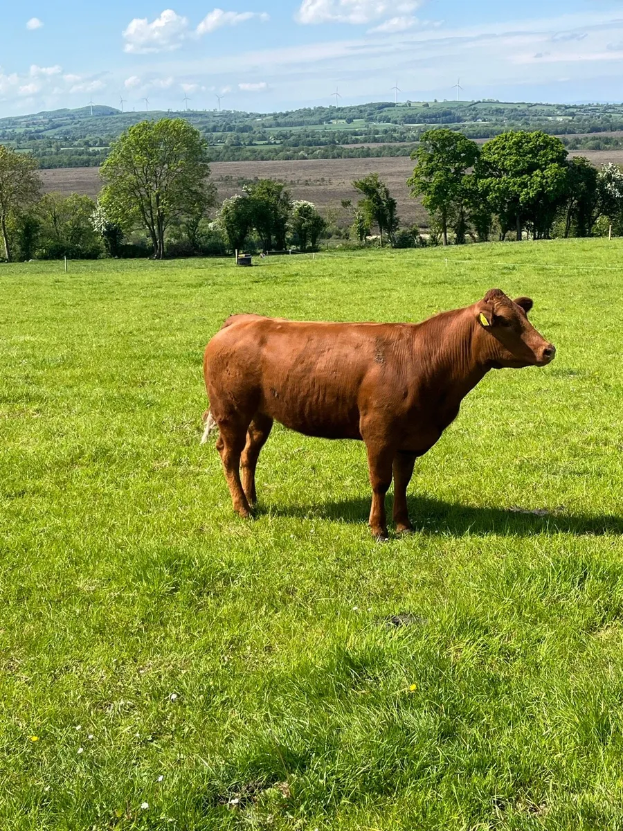 Hybrid heifer - Image 3