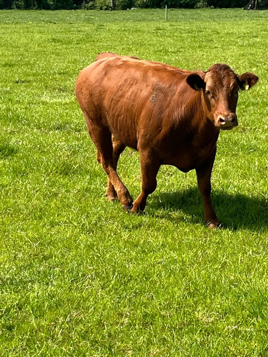 Hybrid heifer - Image 2