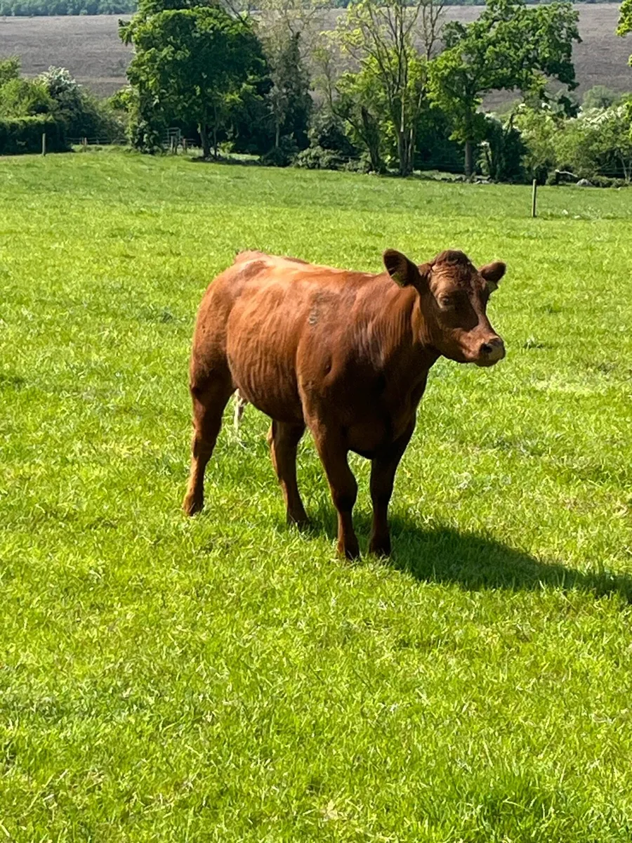 Hybrid heifer - Image 1