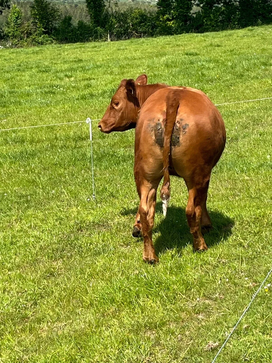 Hybrid heifer - Image 4
