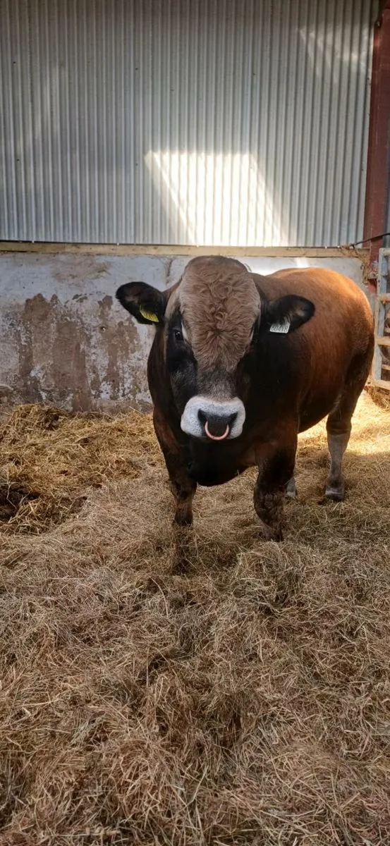Aubrac bull - Image 1