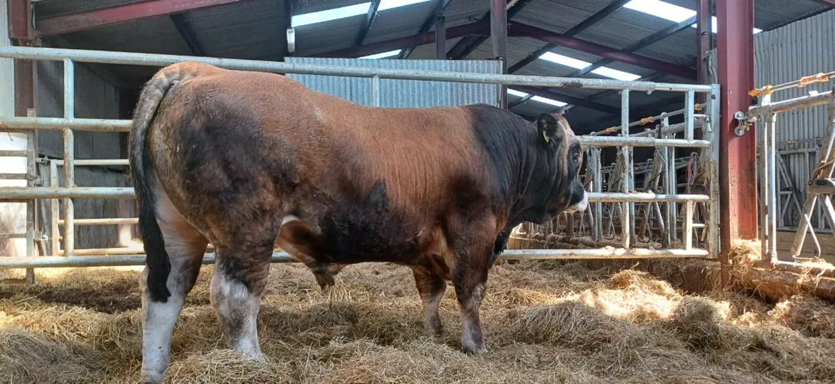 Aubrac bull - Image 2