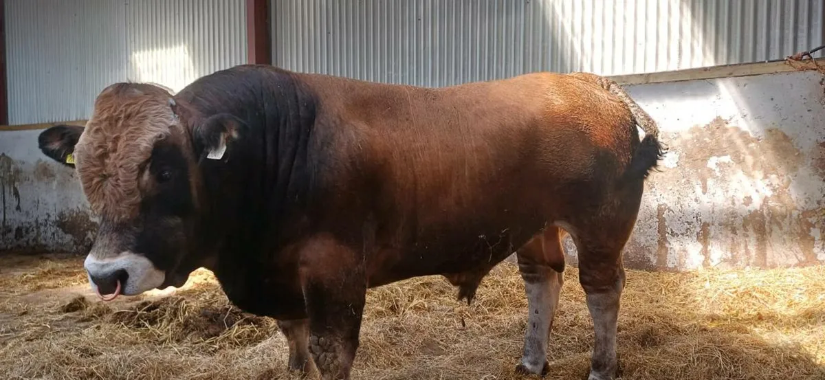 Aubrac bull - Image 3