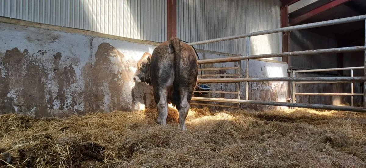Aubrac bull - Image 4