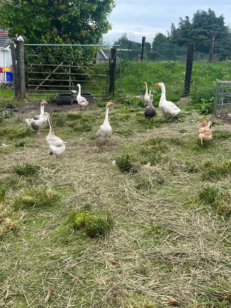 Poultry for sale - Image 1