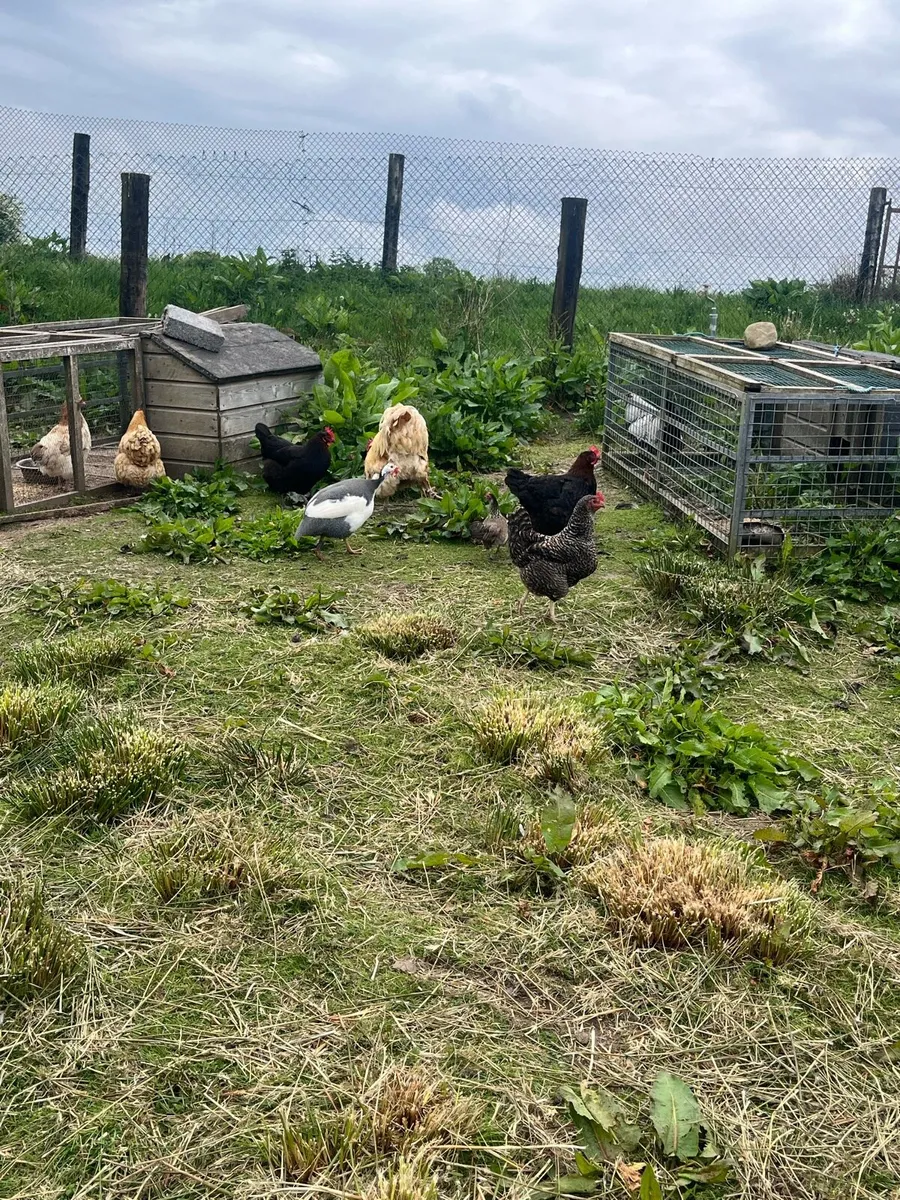 Poultry for sale - Image 2