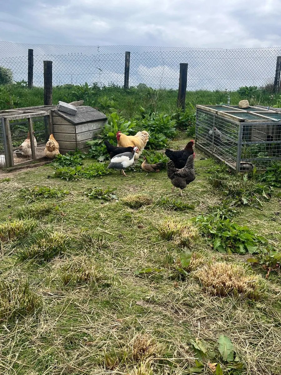 Poultry for sale - Image 3