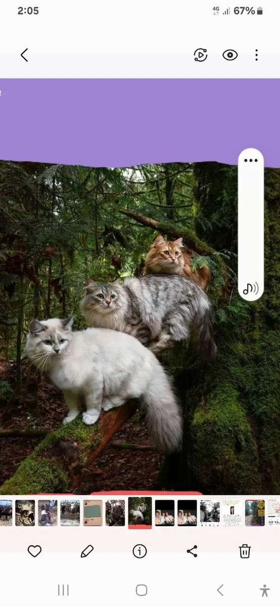 Cats - Image 1