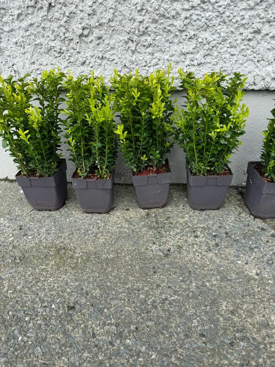 Box hedging 1ft plants - Image 1