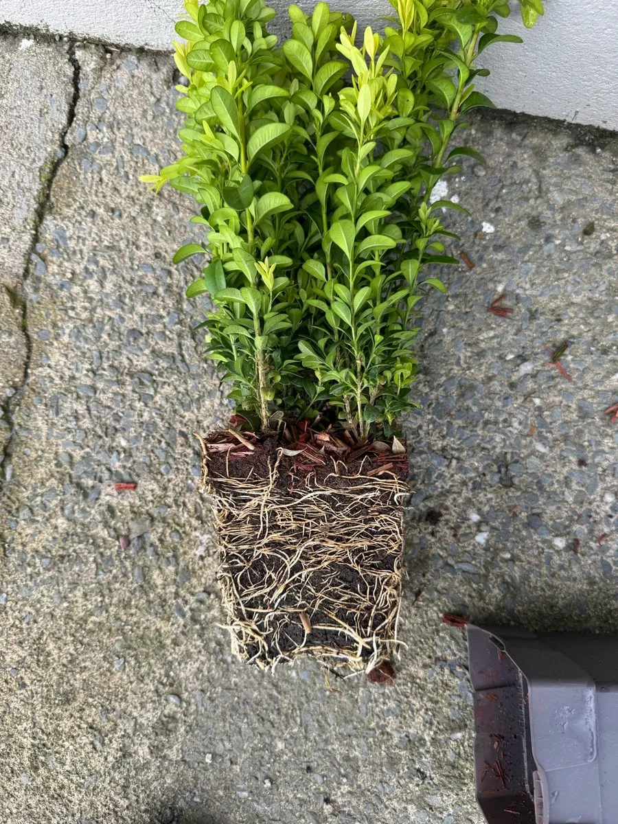 Box hedging 1ft plants - Image 2