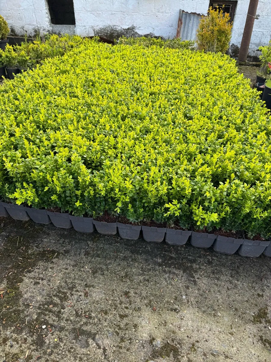 Box hedging 1ft plants - Image 3