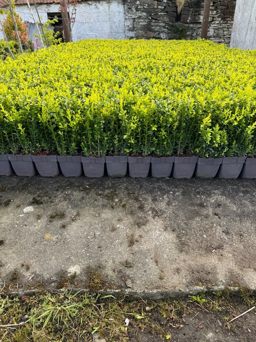 Box hedging 1ft plants - Image 4