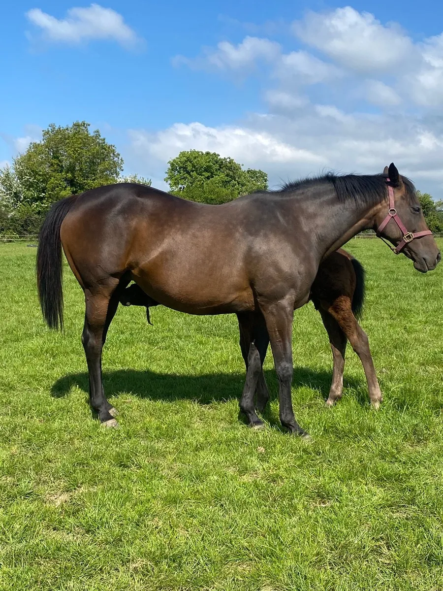 Thoroughbred Mare infoal and colt foal at foot. - Image 1