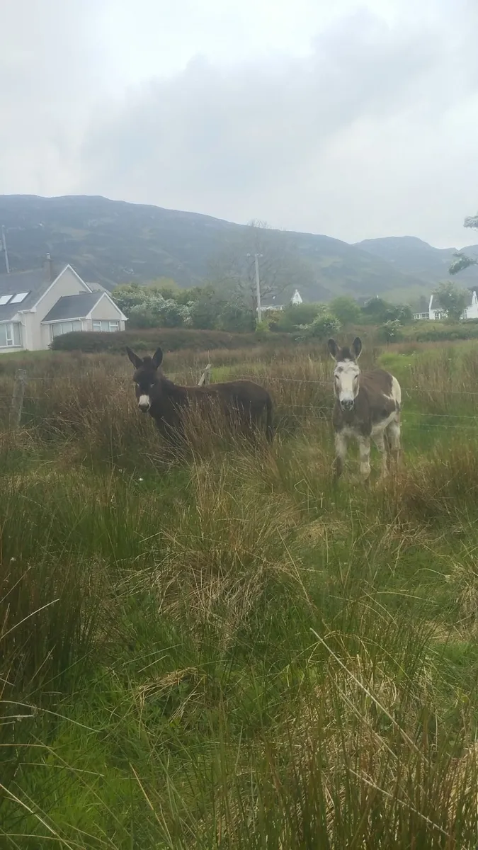 Jack donkeys - Image 1