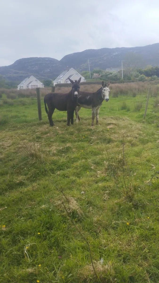 Jack donkeys - Image 3