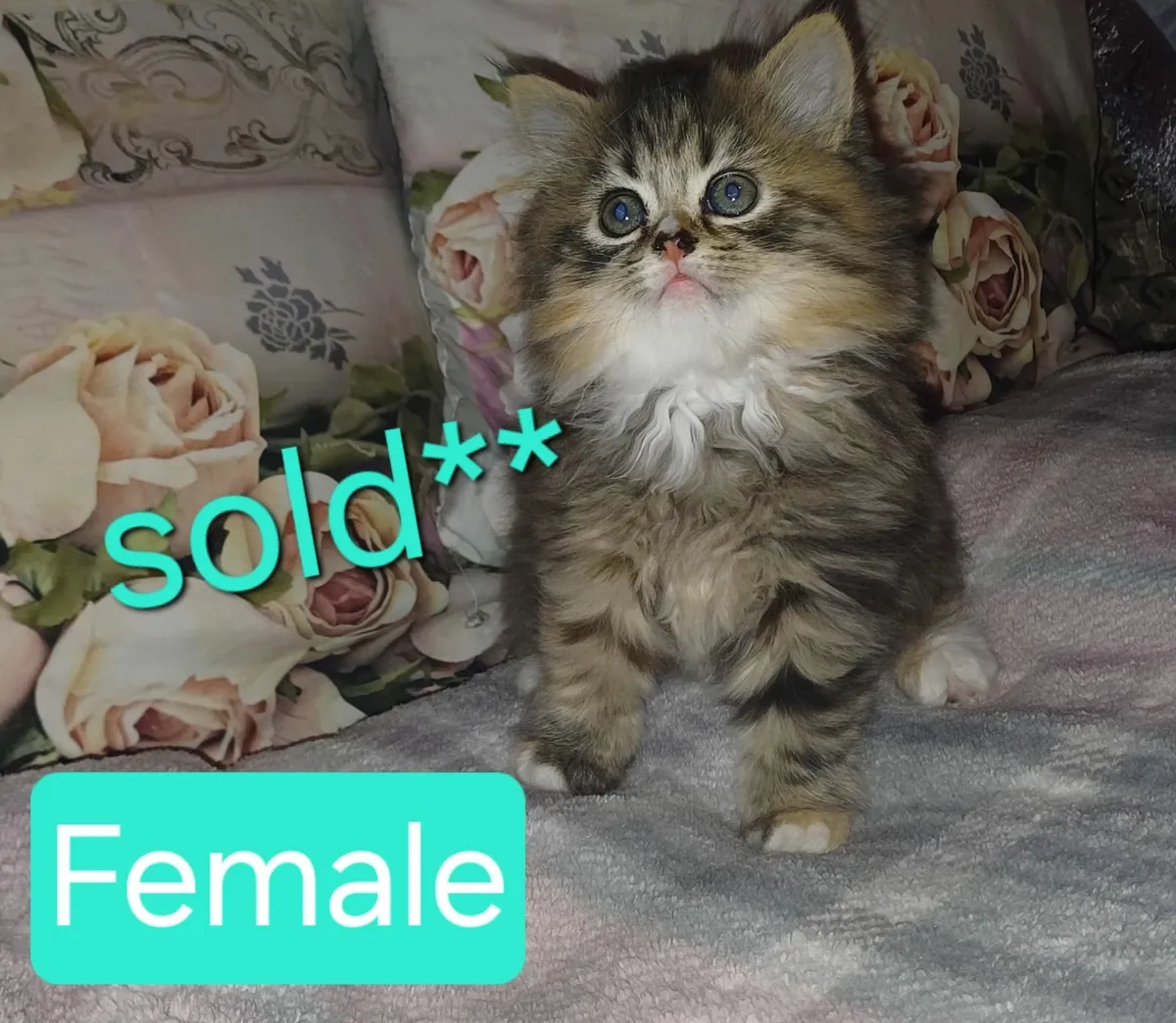 Beautiful Half Persian Kittens - Image 2