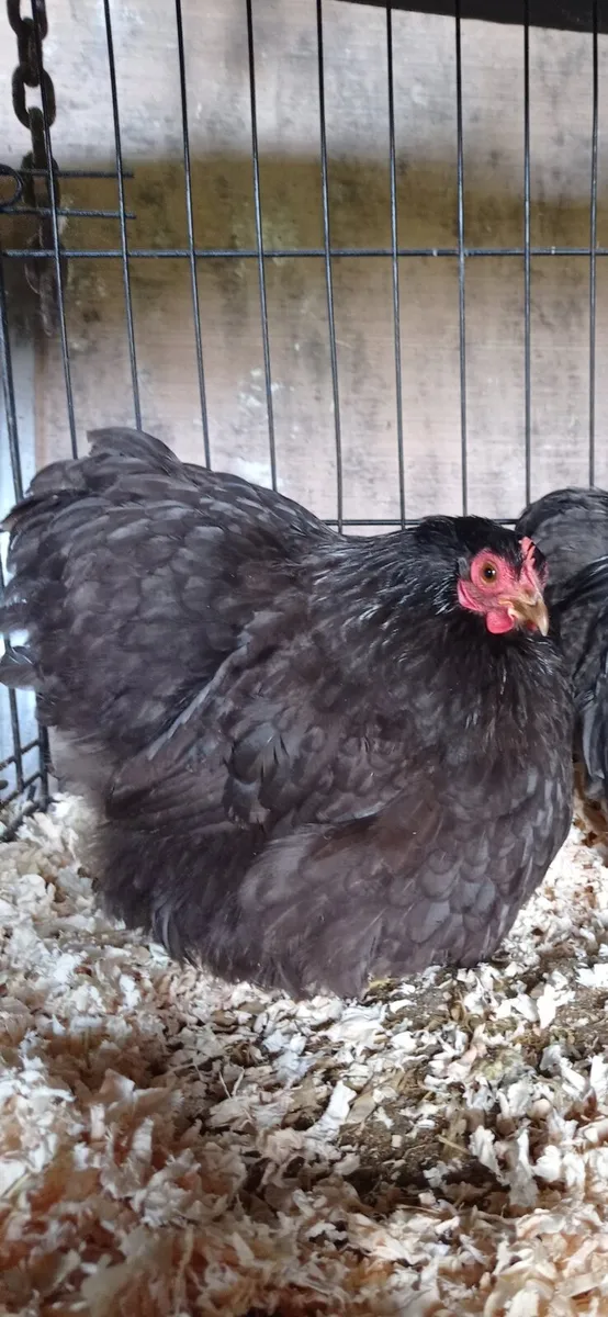 Pekin pairs + bantam hens - Image 1