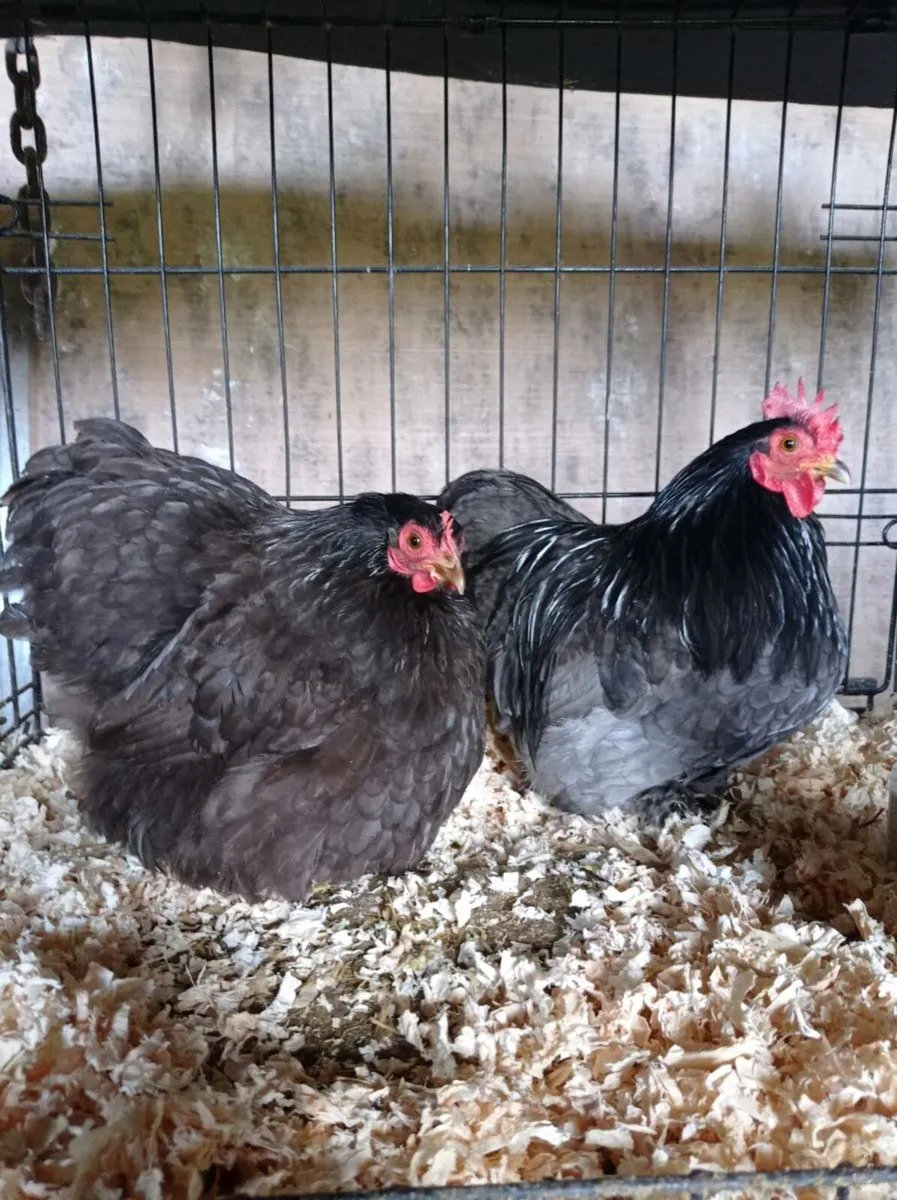 Pekin pairs + bantam hens - Image 3