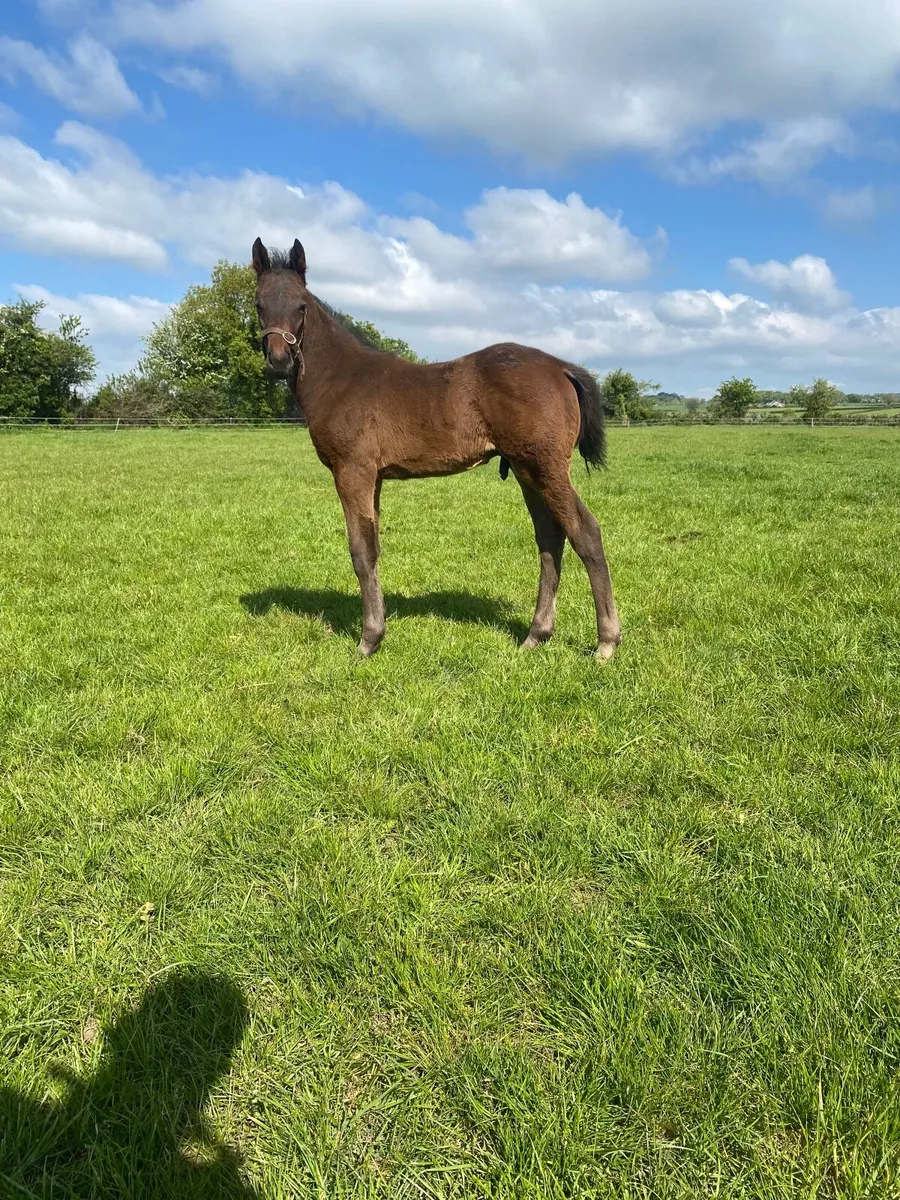 Thoroughbred Mare infoal and colt foal at foot. - Image 2