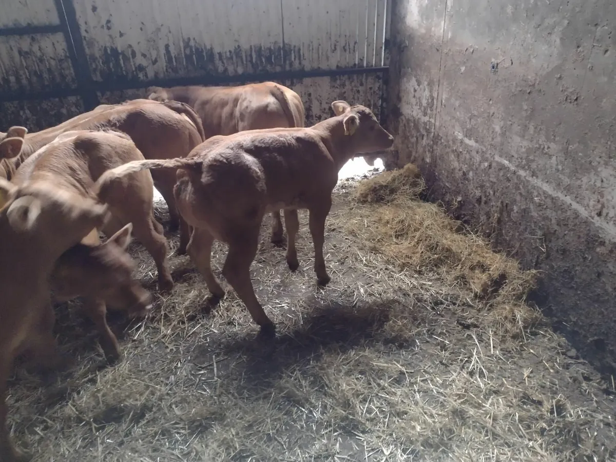 Ped limousin heifers - Image 4
