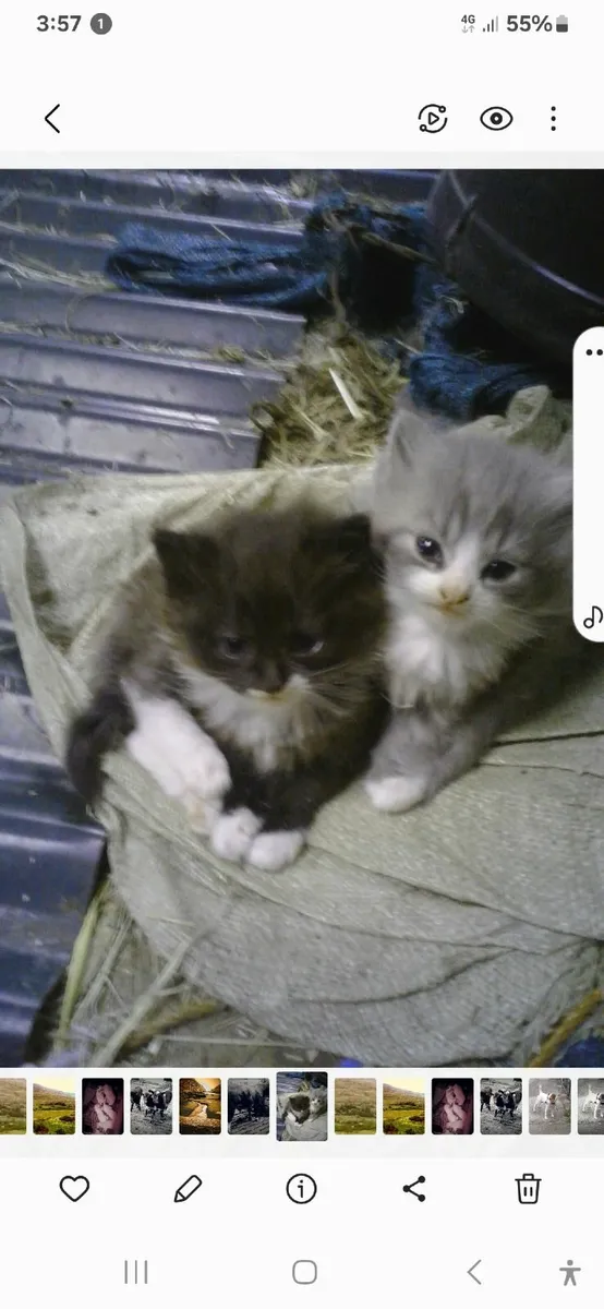 Cats - Image 4