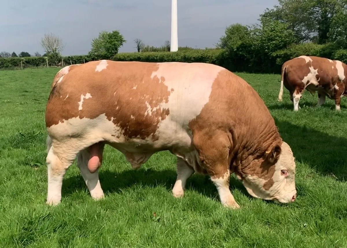 Simmental Bull For Sale - Image 2