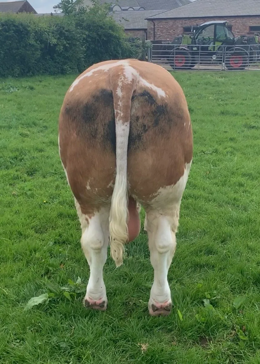 Simmental Bull For Sale - Image 3