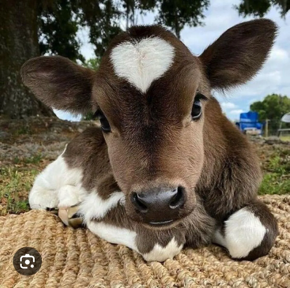 Livestock - Image 1