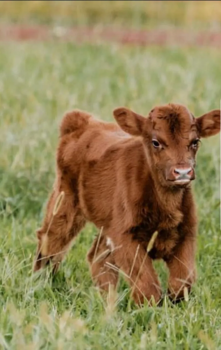 Livestock - Image 2