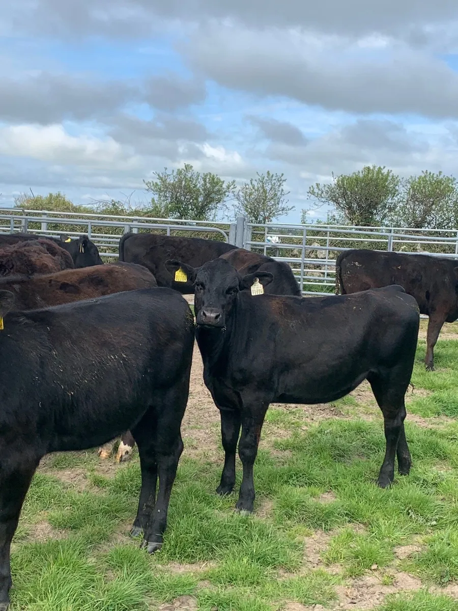 10 Quality Angus Heifers For sale - Image 1