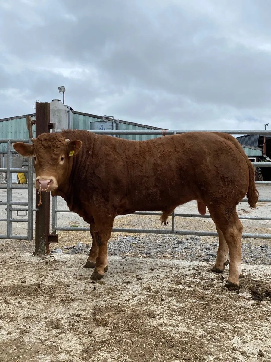 Bulls for sale Ballina Mart 13th May - Image 1