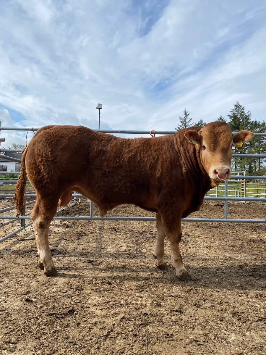 Bulls for sale Ballina Mart 13th May - Image 3