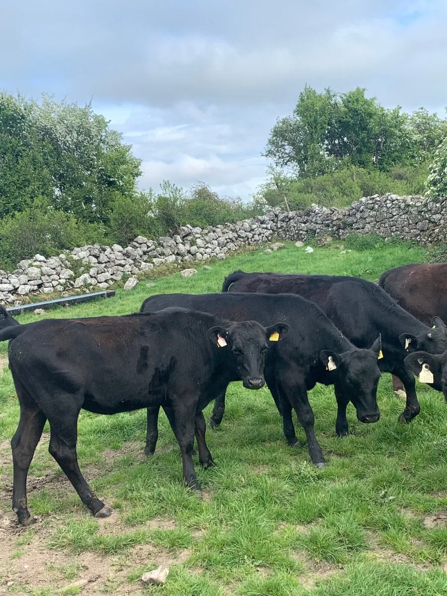10 Quality Angus Heifers For sale - Image 2