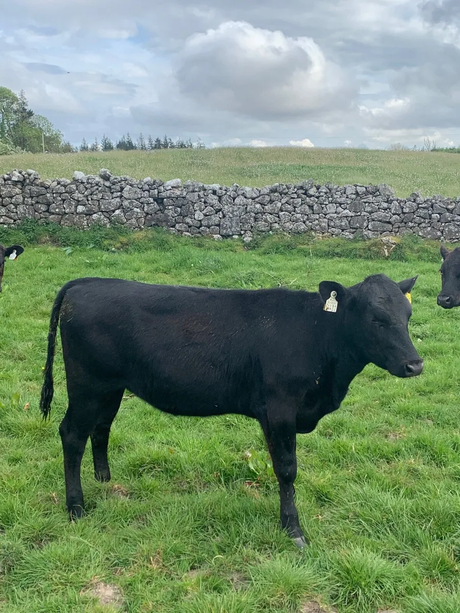 10 Quality Angus Heifers For sale - Image 3