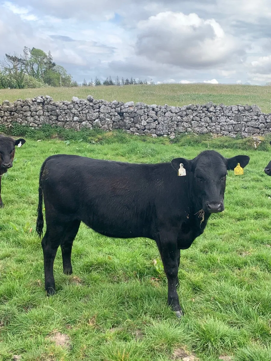 10 Quality Angus Heifers For sale - Image 4